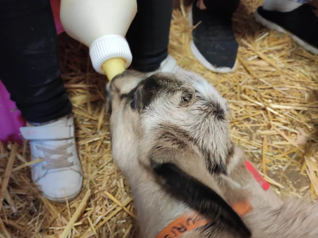 les-biquettes-de-la-bruyeres-dhuys-et-morin-en-brie-fontenelles-en-brie