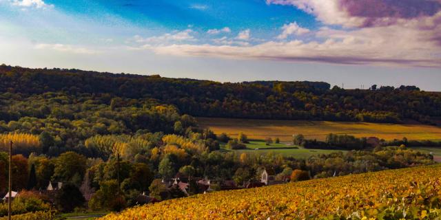 gland-portes-champagne-vignoble-vignes-raisin