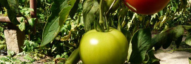 legumes-portes-champagne